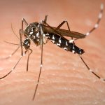 Aedes alta